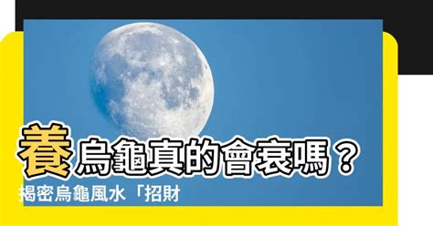 烏龜會招財嗎